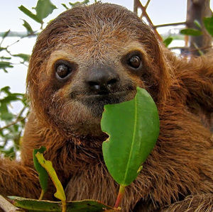 Meet your Posher, Ashanti